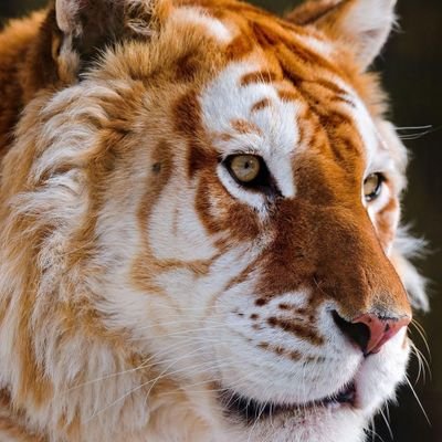 longlifeCR7's profile picture. Excellence is not a skill. It is an ATTITUDE