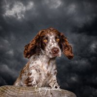 Gracie - Cocka Spanna(@GracieSpanna) 's Twitter Profileg