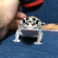 Sukerepの chii(ちー) (@k_10258m) 's Twitter Profile