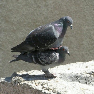 Messenger_Pigeon