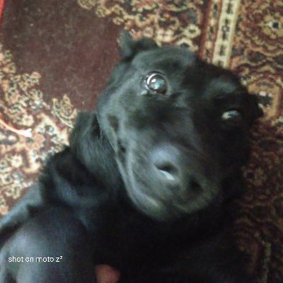 JohnChe69201831's profile picture. Just an old farm boy conservative. 
Jesus is the only one that I will bow down to.
Blessed to live on my own farmland, and free to do as I please.
Unvaxxed.