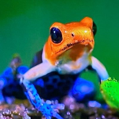 franco2181's profile picture. #web3