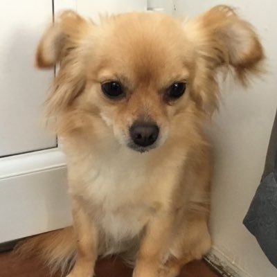 uncle_shoes's profile picture. Naughty Rabbits and Crazy Chihuahuas only.