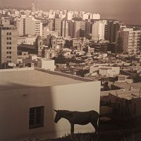 leoypregunto (@leoypregunto) 's Twitter Profile