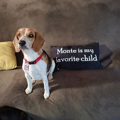 I am a special rescued beagle boy, who was diagnosed with diabetes as a puppy.  I am very demanding and needy but my momma loves me anyways❤️