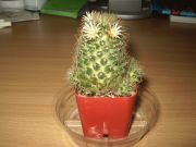 SSkatagirl's profile picture. 最近は気になるニュースをスクラップしてます。