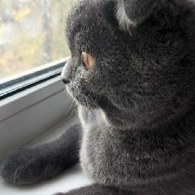 ForkertInna's profile picture. 