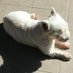 Tanja 🌍🦋💙🦋 & westie Don (@zanazanbb) Twitter profile photo Tanja 🌍🦋💙🦋 & westie Don (@zanazanbb) Twitter profile photo