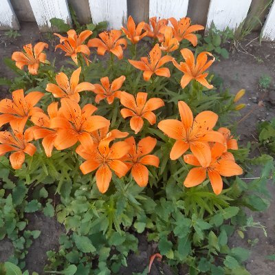 MacinnisVal's profile picture. I love outdoors,gardening ,flowers 
Mom,of 3 ,Nursing , I want to find a cabin by a lake! My country is falling !God Bless the Freedom Convoy !Cdn patriots