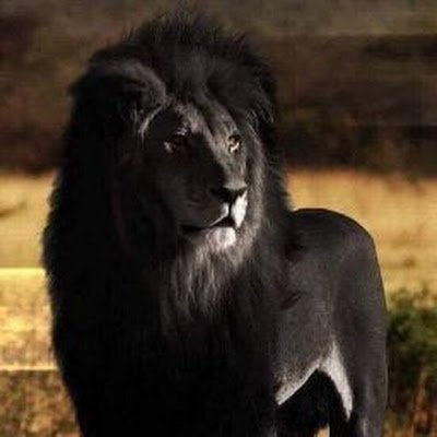 ricardittosoon's profile picture. 