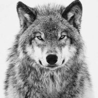 Combat🇹🇷🇺🇿🇹🇲🇩🇪 (@_lcwolf_) 's Twitter Profile