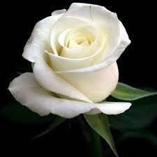 jlopezwils's profile picture. Pretty White Rose