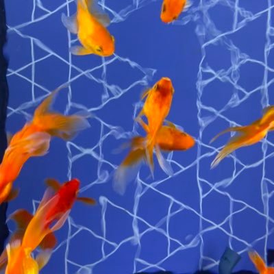 sohthin Profile Picture