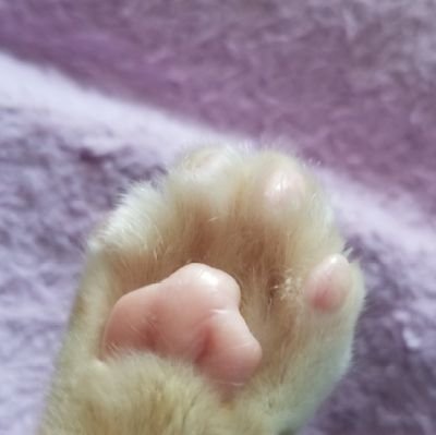 akemin88mi's profile picture. 猫好き🐱歌い手好き、朝ドラ好き、阪神タイガース🐯好き、オシャレも好き、、
DMお返事出来ませんm(_ _)mただ好きなことだけ呟きます。