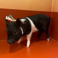 テリーの部屋 Terry’s Room (@terry_micropig) Twitter profile photo