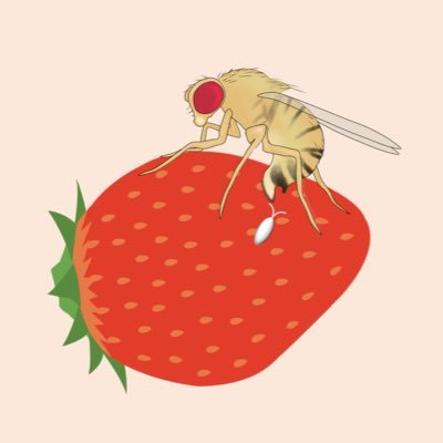 Ph.D. / Postdoc at @lizzyzhao lab @RockefellerUniv🗽 ← Evolutionary Genetics lab at Tokyo Metropolitan Univ / Drosophila / behavioral evolution 🧬🪰🍒