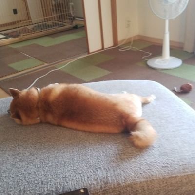 mKaGS3vepkWZNCr's profile picture. 2022.2.26第１子女児出産👶つわり無しで健康妊婦してました🤰ワンコ🐶と楽しい産休ライフ経て、無痛分娩で出産👶、42歳でママデビュー★1年育児休暇取得予定★子育て初心者🔰興味あるエンタメ系子育て系の情報収集&日々の呟き等々。。