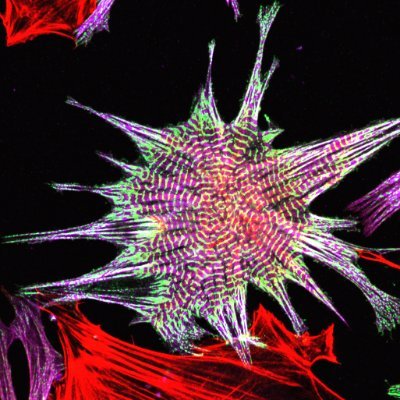 Cell Biologist passionate about integrin adhesions & actin cytoskeleton