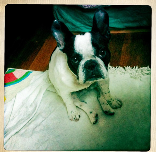 1 year old french bulldog, my passion : chewing, eating, hunting the cat & pigeons, snoring & farting