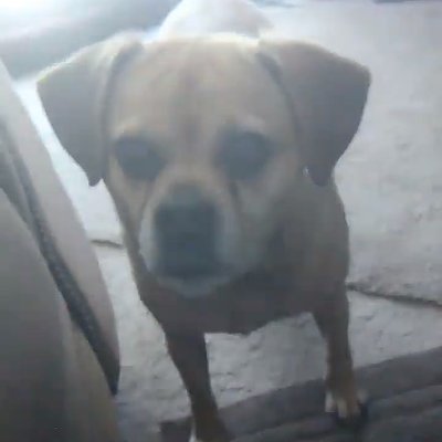 Please share and save our forever family member prince he's a puggle that loves to snuggle!!