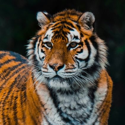 NDiwakir's profile picture. Nicky Diwakir Faridpur Bhandi