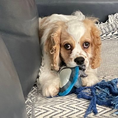 DawnandFaith's profile picture. Doggos and SC sunsets.