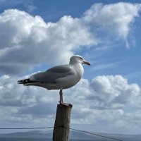 MenuPF01 (@azkiojs) 's Twitter Profile