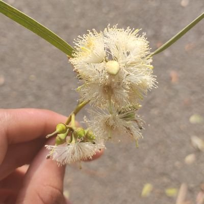 Vibhav_PalSingh's profile picture. Student

Biology majors

IISER Mohali