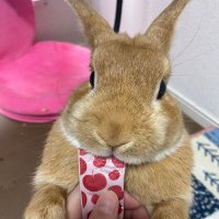 🐰やんやんまいやん🚤 (@mnt_chuta) 's Twitter Profile