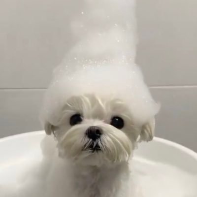 lqqzosob's profile picture. 