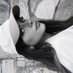 layda (@ilaydakoroglu) Twitter profile photo layda (@ilaydakoroglu) Twitter profile photo