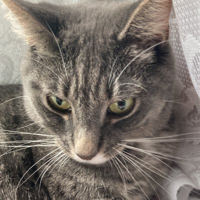 meadowweadow's profile picture. I am Meadow, your future supreme overlord. MEOW! Rest In Peace, Scout🐶💕