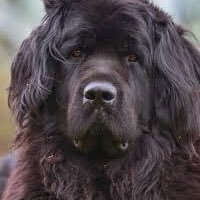 ChevignonCh's profile picture. 