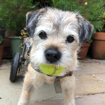 Benson crossed the 🌈 bridge 22/7/22 16years 5 Months A Border Terrier on wheels. A Legend in his own lifetime 💔 Missed Always! https://t.co/MbkWDom6Jb