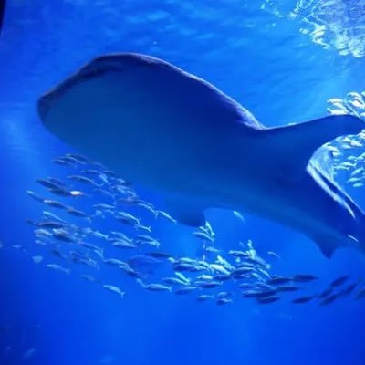 EbugWBhWphKqzpo's profile picture. 