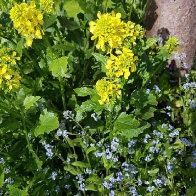 kweekt planten en kruiden//
Medewerkster Thuiszorg Zorg-vuldig//maakt natuurlijke zalven en crèmes//