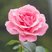 nonimarwan (@nonimarwan) 's Twitter Profile