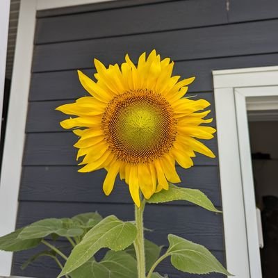 Sversa's profile picture. loving life :)