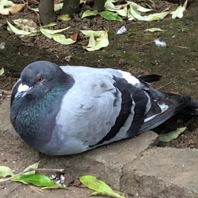 鳩と筋トレが好き。経師、クロス、シート貼って生きてます。ヤバめの音楽が好き。ライチョウさんに会いにたまにアルプスに登ります。鳩に狂ッポー🐦