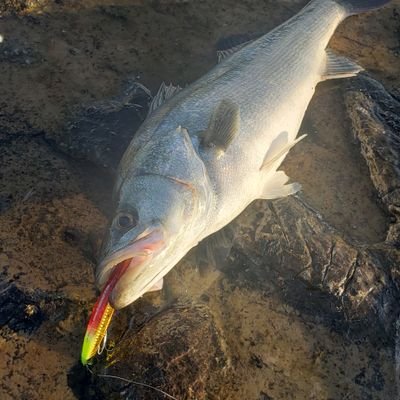 山育ちで海で暮らすオッサンです
スキーにルアー釣に酒が大好き💓♥❤
頑張る人も大好きで応援しています🎵