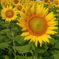 ぱんち (@snow9bluej12) 's Twitter Profile Photo