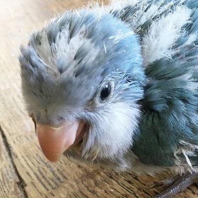 オカメノーマル01　パール14　うり（2世）オキナ)22.8お迎え〜　🍀うり　#オキナインコ）2022.7.30捜索中🍀無言フォロー、RT頂戴している方お礼が言えずすみません
#インコ　#ブルー　#青い鳥　#水色の鳥　
#宝塚 #伊丹 #川西 #池田 #西宮 #尼崎 #神戸
#芦屋 #豊中 #吹田 #三田 #大阪