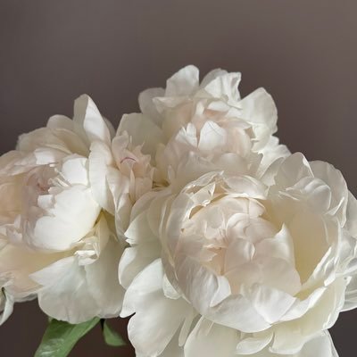 Summerzhu9's profile picture. 