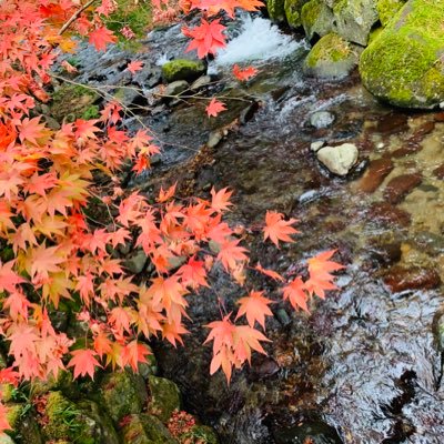 富士山とお酒が大好きです！無言フォロー失礼します(*´ `*)