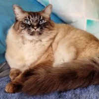 HRC Prince Pusscat of Oztralia 🇦🇺🇺🇦(@Ozwhisperer1) 's Twitter Profile Photo