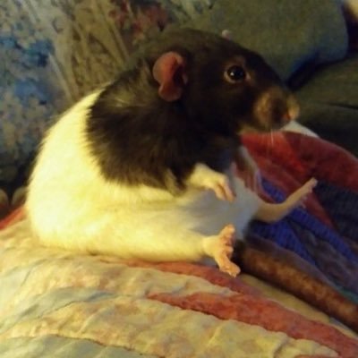 Donnieさんのプロフィール画像
