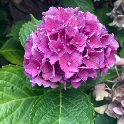 abnonhar's profile picture. Bleib dir treu ❤️ Pädagogin, Migrationshintergrund,NRW, Für mehr Kinderrechte,Gegen Corona Maßnahmen,Gegen AFD! Melde u. blockiere Menschen,die mich beleidigen