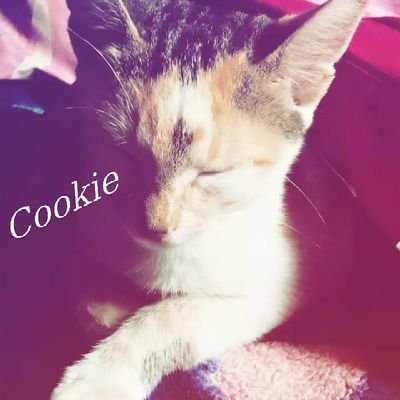 Proudly Muslim..
Cat lover😻....
Set awon 'we aauuutsideeeee...
