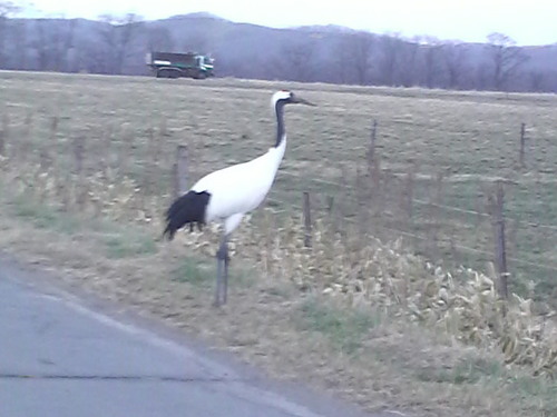 daisukesase1's profile picture. 