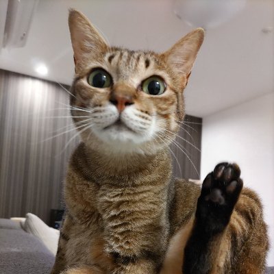 elleplatz's profile picture. 